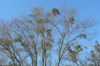 Several oak mistletoe (Phoradendron leucarpum) plants infecting a water oak (Quercus nigra) in Anderson, SC in early December.