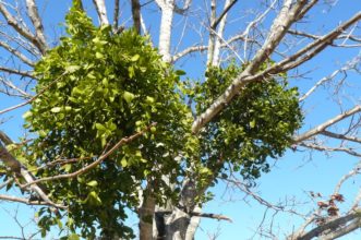 Two oak mistletoe (Phoradendron leucarpum) plants living on a host red maple tree in Anderson, SC in early December.