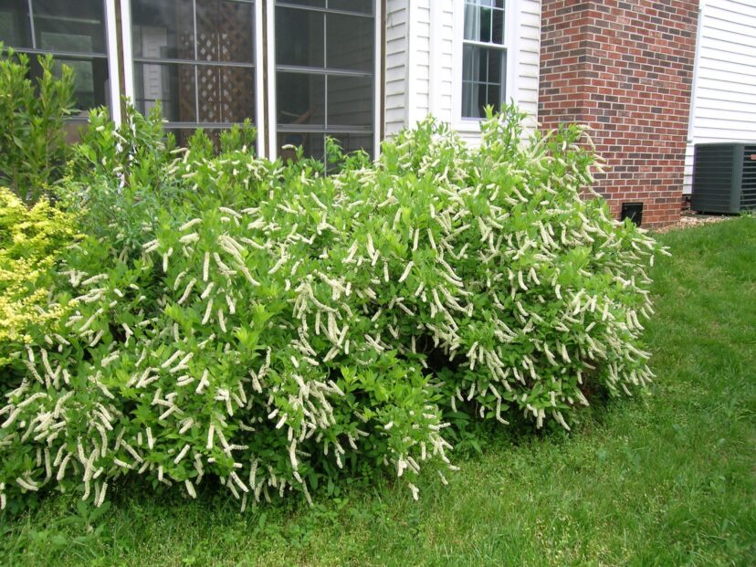 When establishing a shrub border, provide adequate space between plants to allow Virginia sweetspire (Itea virginica) to naturally spread from root suckers to fill in the voids.