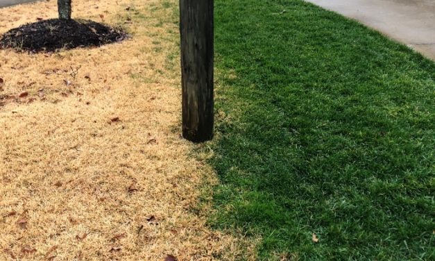 Why Is My Lawn Brown But My Neighbor’s Is Green?