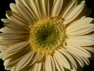 Gerbera daisies come in shades of yellow, white, pink, red, orange, lavender, salmon, and bicolored. 