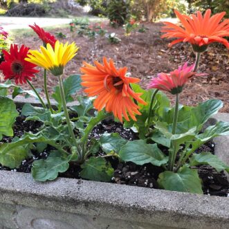 If the soil is not well-drained, plant gerbera daisies in a container. 