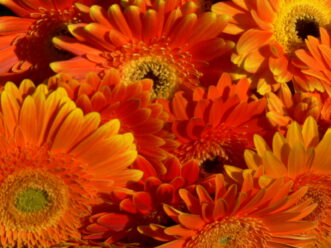 A group of orange and yellow flowers AI-generated content may be incorrect.