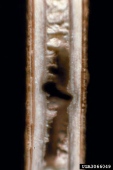 A magnolia twig gallery of black twig borer (Xylosandrus compactus) with white fungal ambrosia on which they feed. Forrest L. Oliveria, USDA Forest Service, Bugwood.org