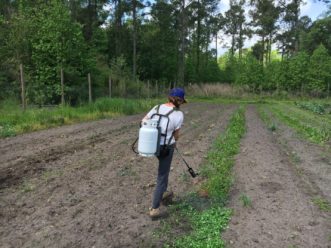 A propane-powered Flame Weeder is perfect for terminating a winter cover crop of clover on a small farm.