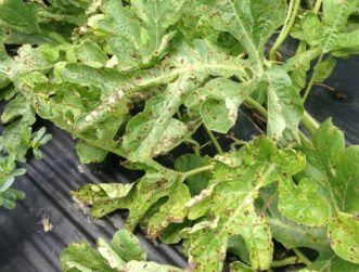 Anthracnose on watermelon foliage. Zachary Boon Snipes, ©2015 Clemson Extension