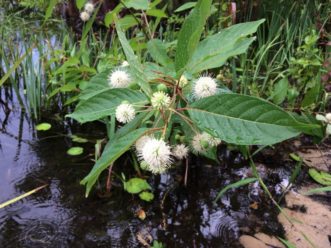 Buttonbush (Cephalanthus occidentalis) in early August in the shallows of Lake Hall, Alfred B. Maclay Gardens State Park, Tallahassee, FL.
