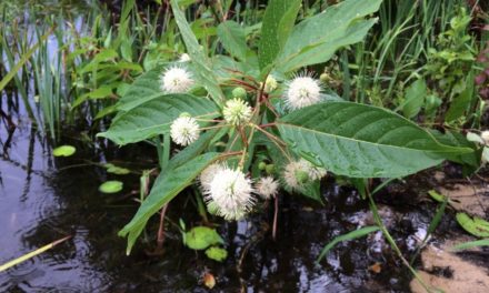 Common Buttonbush