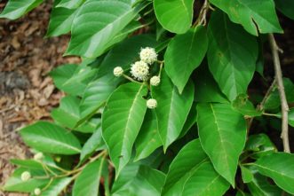 Buttonbush leaves and flowers Cephalanthus occidentalis) in mid-August in the SC Botanical Garden, ©Clemson, SC.