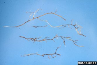 Damaged Japanese holly (Ilex crenata) roots infected with black root rot. Division of Plant Industry Archive, Florida Department of Agriculture and Consumer Services, www.forestryimages.org