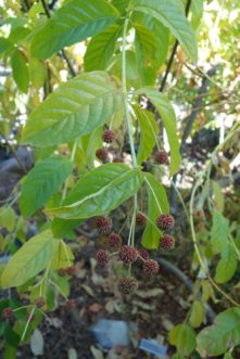 Dense clusters of reddish-brown nutlets of buttonbush (Cephalanthus occidentalis) in early November in the Santa Barbara Botanic Garden.