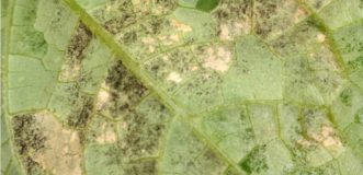 Downy mildew spores on lower leaf surface. Zachary Boon Snipes, ©2015 Clemson Extension