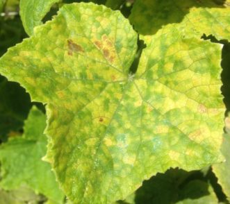 Downy mildew symptom on upper leaf surface of cucumber. Zachary Boon Snipes, ©2015 Clemson Extension