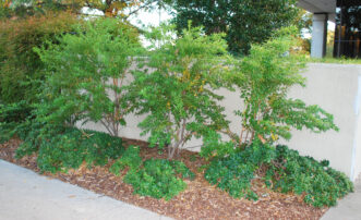 Florida leucothoe softens the white, stark appearance of the wall.