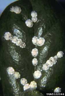 Florida wax scale (Ceroplastes floridensis) on Chinese holly (Ilex cornuta). United States National Collection of Scale Insects Photographs Archive, USDA Agricultural Research Service, www.forestryimages.org