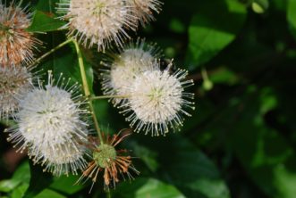 Flowers of 'Bieberich' [Sputnik™] in early July in the SC Botanical Garden, Clemson, SC.