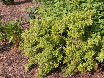 For limited spaces, consider the dense, compact growth habit of Taylor’s Treasure (Leprechaun™) Florida leucothoe (Agarista populifolia ‘Taylor’s Treasure’).