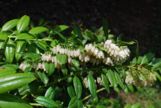 From May to June, clusters (racemes) of cream-white urn-shaped flowers dangle from the undersides of last year’s stems.