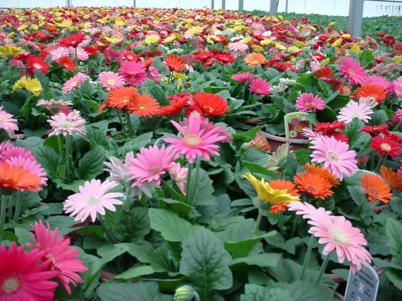 Gerbera daisies (Gerbera jamesonii) come in a variety of colors.