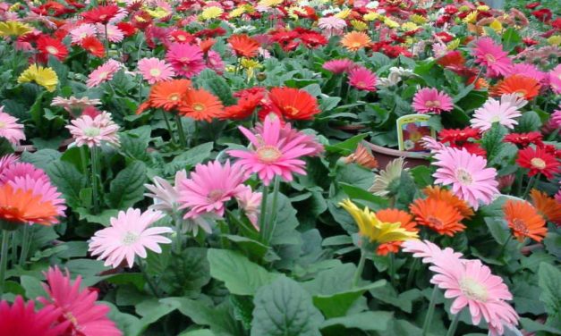 Gerbera Daisy Care: Essential Growing Tips for Home Gardeners