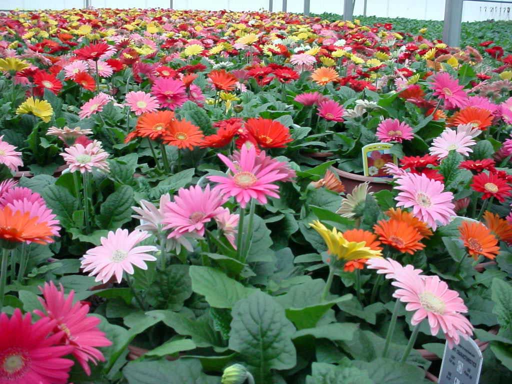 one of the steadiest perennials around Live Plant Gerbera Daisy Yellow 4 steady bloomers the Gerbera Daisy is hands down 