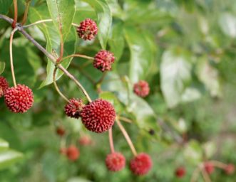 Globular clusters of mature reddish-brown nutlets of 'SMCOSS' [Sugar Shack®] buttonbush, which is typical of the species.