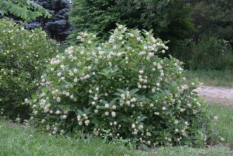‘Kolmoon’ [Magical® Moonlight] is a compact cultivar suitable as a deciduous screen in small garden spaces.