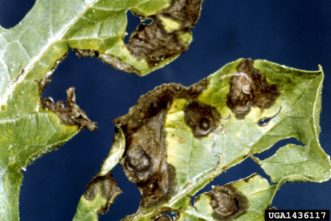 Leaf spots caused by gummy stem blight on watermelon leaf. Clemson University - USDA Cooperative Extension Slide Series, Bugwood.org