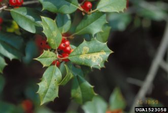 Leafminer damage on American holly (Ilex opaca). Daniel Herms, The Ohio State University, www.forestryimages.org