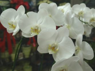 Moth orchids (Phalaenopsis species) are the most popular orchids to use as houseplants. 