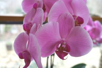 Orchids are relatively easy to grow and provide 6 to 8 weeks of beautiful flowers.