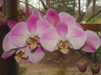 Orchids are unique plants with beautiful blooms.