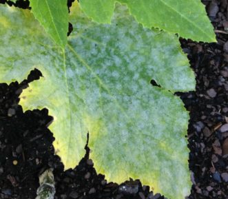 Powdery mildew on upper leaf surface. Zachary Boon Snipes, ©2015 Clemson Extension