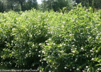 Shrub border of 'SMCOSS' [Sugar Shack®] buttonbush in bloom.