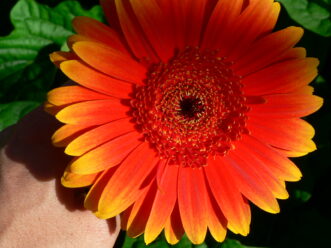 Some gerbera daisies are bicolored, meaning they have two colors on their petals.