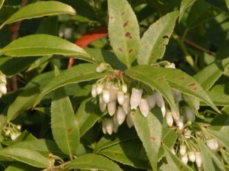 Taylor’s Treasure bears fragrant, bell-shaped (urceolate) flowers.