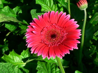 The flower of a gerbera daisy sits on a leafless stem held about 6 inches above the plant’s foliage. 