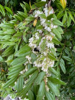 The late spring flowers of Florida leucothoe (Agarista populifolia) attract people and pollinators.