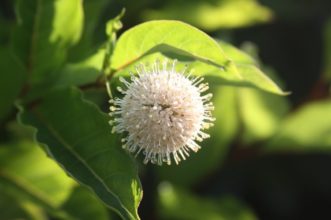 The round clusters of creamy-white flowers serve as backdrop for dark green leaves of ‘Select A Dark Green’ [Ping Pong™].