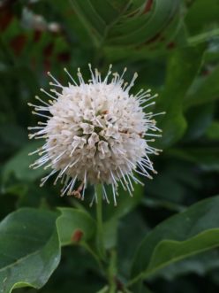 The spherical cluster of flowers of buttonbush (Cephalanthus occidentalis) resembles a pincushion due to the long styles that extend from each one of the creamy-white tubular flowers.
