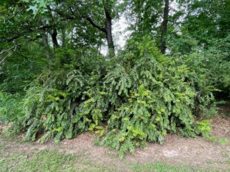 Use Florida leucothoe as an accent plant along the edge of a naturalized area or as an evergreen screen.