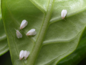 Whitefly adults (Dialeurodes citri) on underside of gardenia leaf.