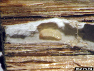 Black twig borer larva is feeding on the fungal ambrosia within the carved out gallery. Doug Stone, Mississippi State University, Bugwood.org