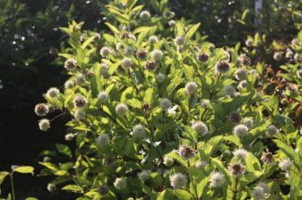The glossy, dark green leaves of ‘Select A Dark Green’ [Ping Pong™].