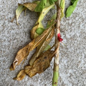 Long, tan, water-soaked lesion on the stem of stock. Note how the fungus started on the fallen petal stuck in the middle of the lesion. Note also the small white balls on the leaves that are the start of new sclerotia.