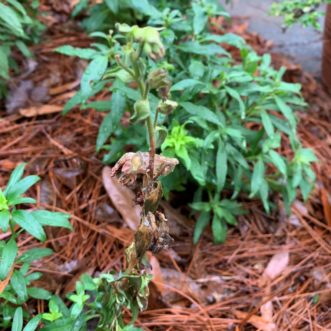 Tan lesion, necrotic flowers, and collapsed leaves on a snapdragon flower stalk affected with white mold.