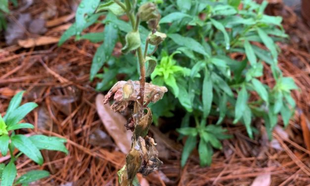 White Mold Attacks Winter Annuals