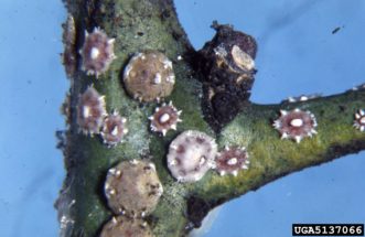 Japanese wax scale (Ceroplastes japonicus), a soft scale that attacks gardenias, is typically found on twigs and branches. Giuseppina Pellizzari, Faculty of Agriculture, Dept. of Entomology, www.insectimages.org