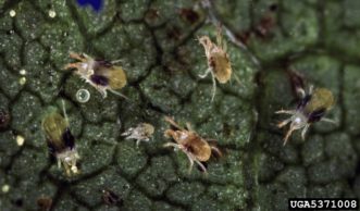Two-spotted spider mites (Tetranychus urticae) on a leaf. David Cappaert, Michigan State University, www.forestryimages.org