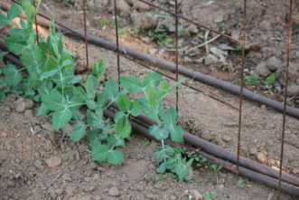Pea trellis.